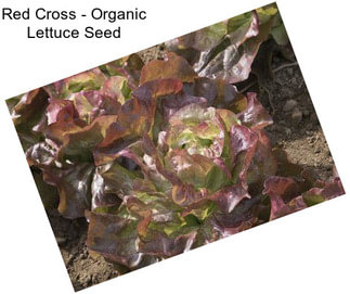 Red Cross - Organic Lettuce Seed