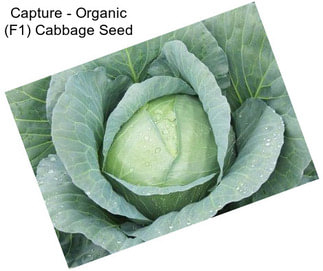 Capture - Organic (F1) Cabbage Seed