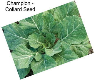 Champion - Collard Seed