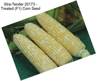 Xtra-Tender 20173 - Treated (F1) Corn Seed