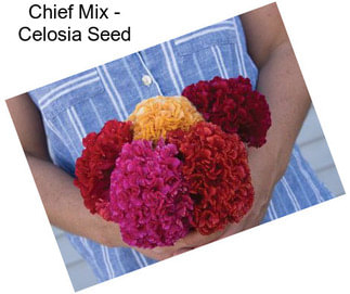 Chief Mix - Celosia Seed