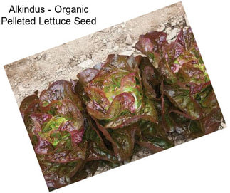 Alkindus - Organic Pelleted Lettuce Seed