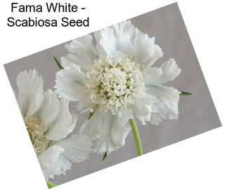 Fama White - Scabiosa Seed