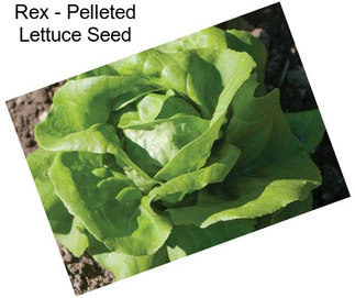 Rex - Pelleted Lettuce Seed