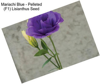 Mariachi Blue - Pelleted (F1) Lisianthus Seed