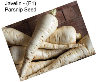 Javelin - (F1) Parsnip Seed