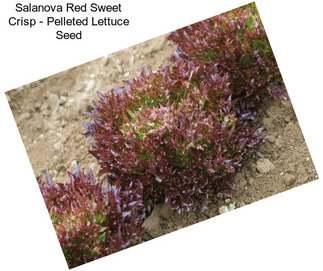 Salanova Red Sweet Crisp - Pelleted Lettuce Seed
