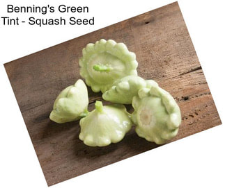 Benning\'s Green Tint - Squash Seed