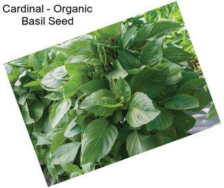 Cardinal - Organic Basil Seed