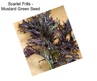 Scarlet Frills - Mustard Green Seed