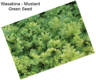 Wasabina - Mustard Green Seed