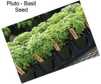 Pluto - Basil Seed