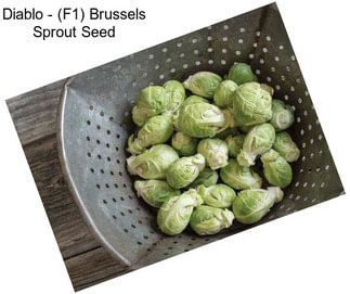 Diablo - (F1) Brussels Sprout Seed