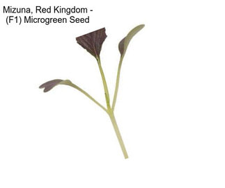 Mizuna, Red Kingdom - (F1) Microgreen Seed