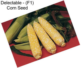 Delectable - (F1) Corn Seed