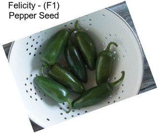 Felicity - (F1) Pepper Seed