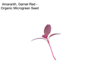 Amaranth, Garnet Red - Organic Microgreen Seed