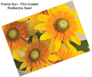 Prairie Sun - Film-Coated Rudbeckia Seed