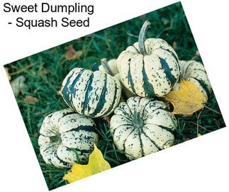 Sweet Dumpling - Squash Seed