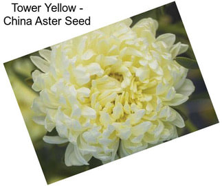 Tower Yellow - China Aster Seed