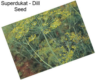 Superdukat - Dill Seed