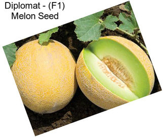 Diplomat - (F1) Melon Seed