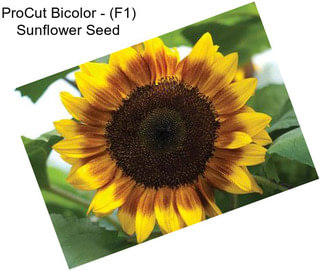 ProCut Bicolor - (F1) Sunflower Seed