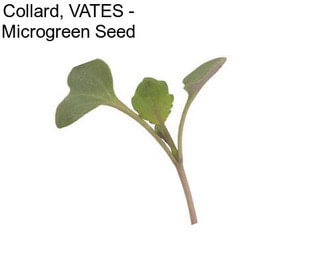 Collard, VATES - Microgreen Seed