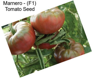 Marnero - (F1) Tomato Seed