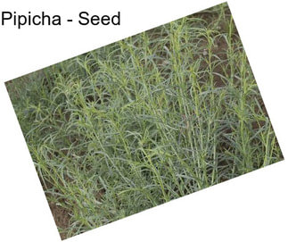 Pipicha - Seed