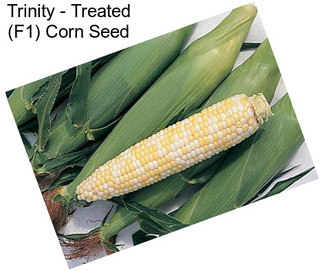 Trinity - Treated (F1) Corn Seed