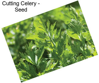 Cutting Celery - Seed