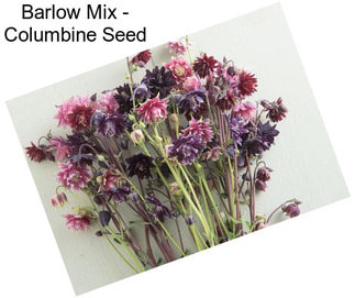 Barlow Mix - Columbine Seed