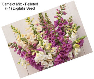 Camelot Mix - Pelleted (F1) Digitalis Seed