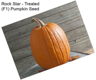 Rock Star - Treated (F1) Pumpkin Seed