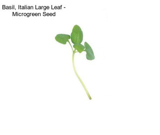 Basil, Italian Large Leaf - Microgreen Seed