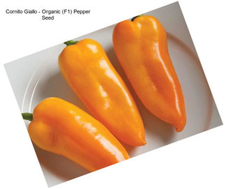 Cornito Giallo - Organic (F1) Pepper Seed