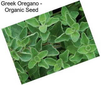 Greek Oregano - Organic Seed