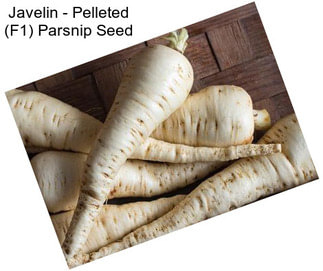 Javelin - Pelleted (F1) Parsnip Seed