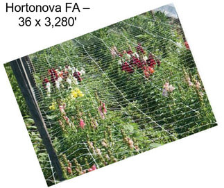 Hortonova FA – 36\