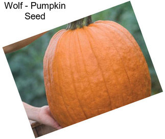 Wolf - Pumpkin Seed