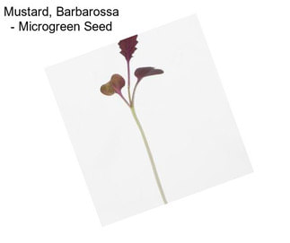 Mustard, Barbarossa - Microgreen Seed