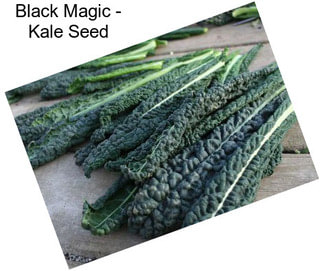 Black Magic - Kale Seed
