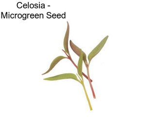 Celosia - Microgreen Seed