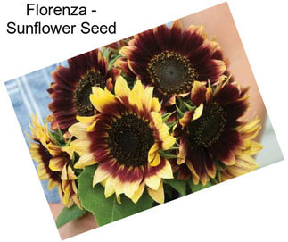 Florenza - Sunflower Seed