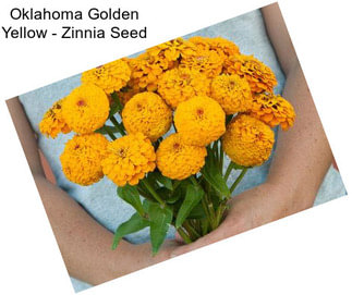 Oklahoma Golden Yellow - Zinnia Seed