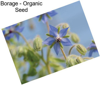 Borage - Organic Seed