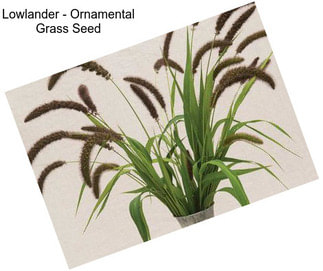 Lowlander - Ornamental Grass Seed