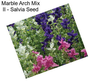 Marble Arch Mix II - Salvia Seed