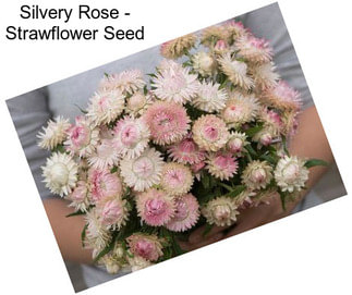Silvery Rose - Strawflower Seed